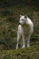 /album/photo-gallery-soorten-wolven/de-witte-wolf-jpg/